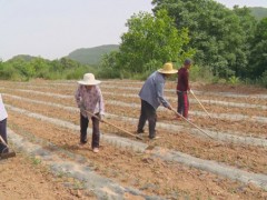 铜川：耀州“苗木托管”完成企业和贫穷户互利双赢