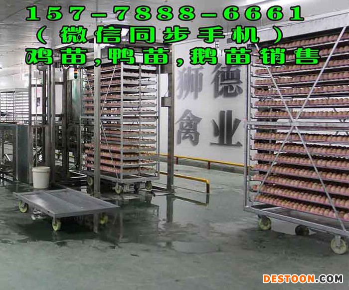 三亚野水鸭苗孵化基地 江西特种野猪种苗