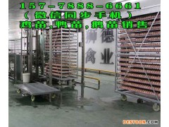 三亚野水鸭苗孵化基地 江西特种野猪种苗