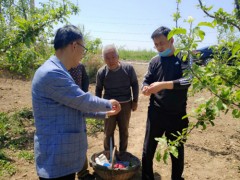 白水：县园艺站积极展开苹果冻害后技术培训指点义务