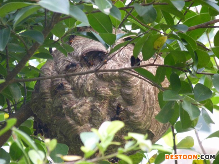 甘肃 马蜂蜂蛹_甘肃 胡蜂蜂蛹_甘肃 大黄蜂蜂蛹_  绿之美蜂业有限公司