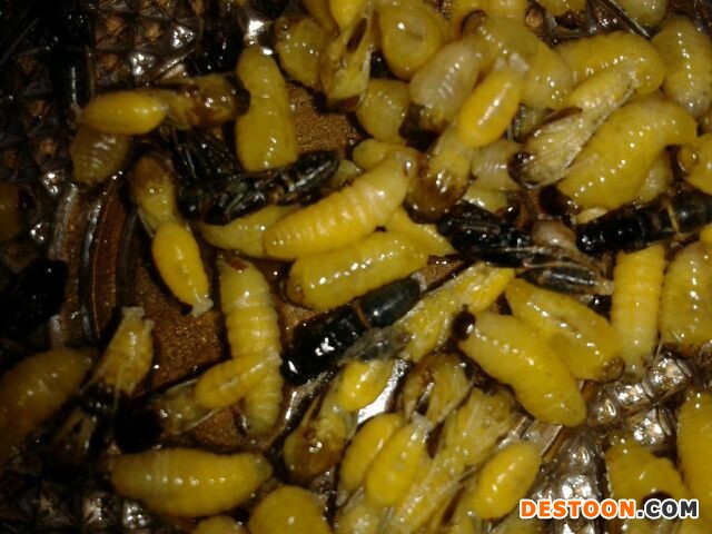 马蜂蜂蛹价格_胡蜂蜂蛹价格_大黄蜂蜂蛹价格_南京绿之美蜂业有限公司