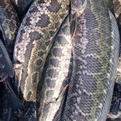 [供]广东新旧鱼上市旺季