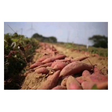 [供]福建漳浦六鳌红薯.口感香甜回味无穷…