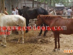 广西德保矮马养殖基地 矮马出售1.2米价格