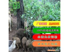 天津省蓟县哪里有野猪苗出售 红博野猪养殖基地