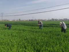 农业农村局：真实做好小麦赤霉病防控义务 - 义务静态 - 高邮鹤壁市农业农村局