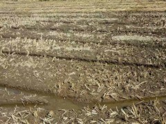 九江农业信息网,都昌县想方设法抗旱保冬种