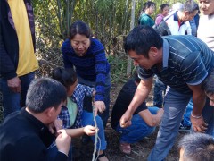 种桑养蚕技术培训会在勐阿镇勐康村委会举行