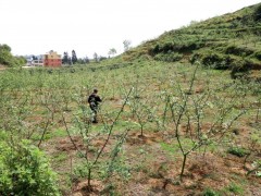 毕节金海湖新区双山镇:花椒树变成“摇钱树”