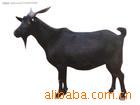 【厂家直销】供应纯种黑山羊 浏阳纯天然放养