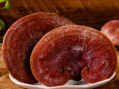 灵芝那个品好长白山灵芝高血压破辟灵芝作用