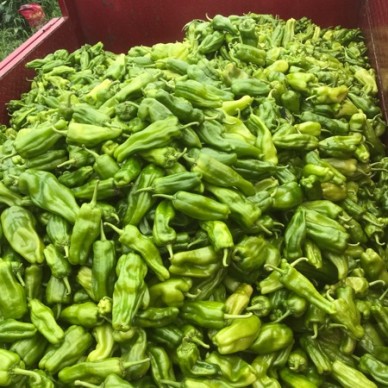 [供]苏辣椒新鲜上市中