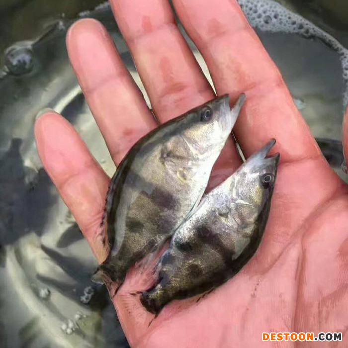 天门龙虾苗龙虾苗