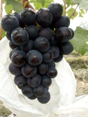[供]巨峰葡萄大量上市！