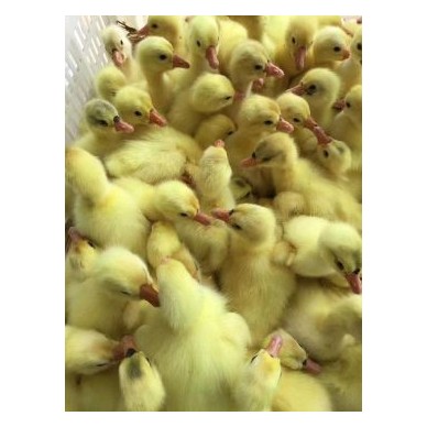 [供]常年出售各型品种鹅苗