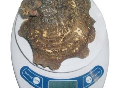 灵芝好用长白山灵芝价格服用灵芝后身体