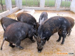 出售纯种野猪，野猪肉，提供养殖技术