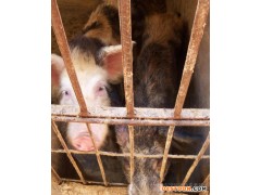 昆明野猪仔、野猪种猪，商品猪