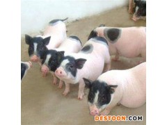 山东兴富野猪养殖场 野猪价格 野猪批发  山东野猪