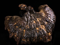 灵芝长白山长白山灵芝生产供应商灵芝二道粉