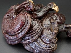 普通灵芝正宗长白山灵芝老年人适合灵芝