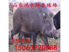 野猪苗批发 纯种野猪肉批发 小野猪仔价格 散养野猪养殖好项目 野猪养殖基地