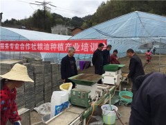 平利：县农业农村局大力推行水稻集约化种植