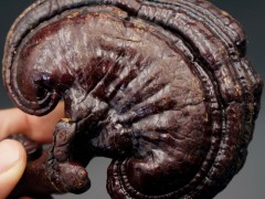 种灵芝较好长白山灵芝片 灵芝 赤灵芝灵芝子