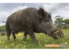 野猪 野猪价格  家养野猪   野猪厂家   野猪采购