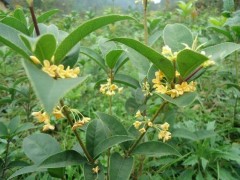 天香台阁桂花苗木如何移栽成活率最高？