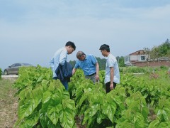 汉阴：西北农林科技大学专家到汉阴调研指点蚕桑产业