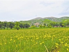 榆林：致富“金针”格外香