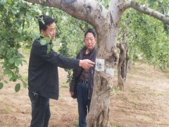 市植保站组织展开苹果树霉心病调查及农药减量培训会