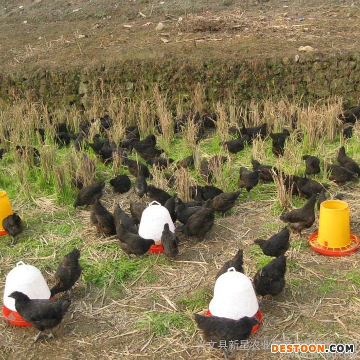 供应乌骨鸡 鸡蛋鸡 土鸡蛋鸡 乌骨鸡 土鸡蛋 黑凤鸡 散养乌鸡 兴文乌骨鸡 生态土鸡 散养乌骨鸡 土鸡蛋 黑羽土鸡