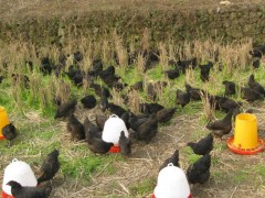 供应乌骨鸡 鸡蛋鸡 土鸡蛋鸡 乌骨鸡 土鸡蛋 黑凤鸡 散养乌鸡 兴文乌骨鸡 生态土鸡 散养乌骨鸡 土鸡蛋 黑羽土鸡