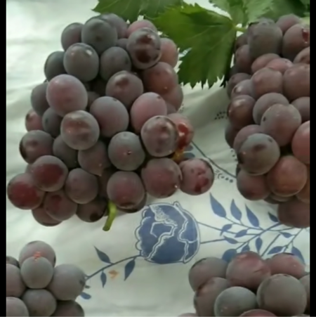 [供]藤稔葡萄自家大棚，卖相好