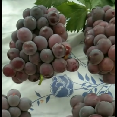 [供]藤稔葡萄自家大棚，卖相好