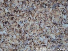 针叶树木屑栽培食用菌技术