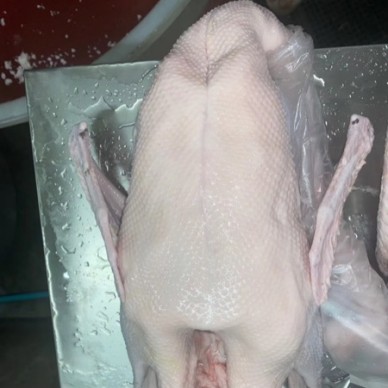 [供]黑棕鹅 烧腊茶餐厅专供