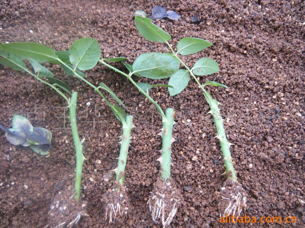 【小额批发】云南地产卡罗拉种苗 玫瑰种苗 玫瑰苗木