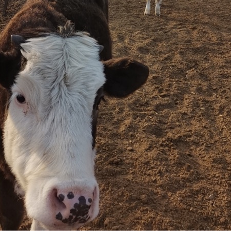 [供]大量黄牛出售