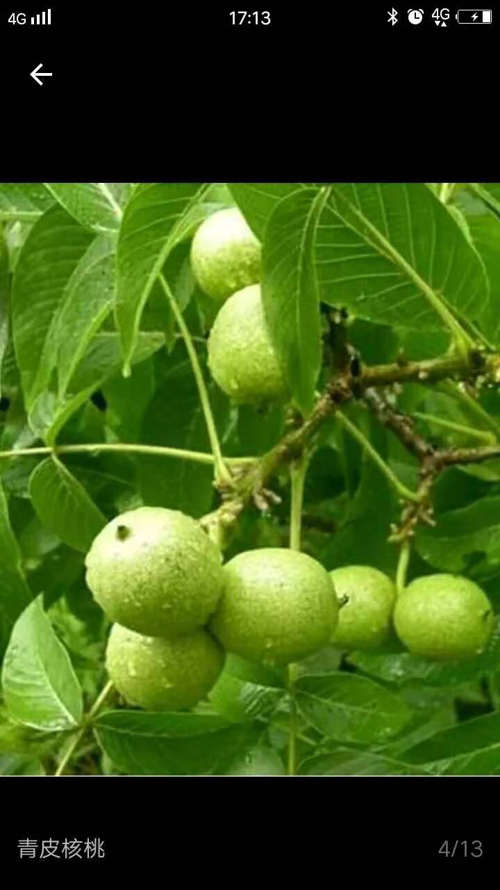 陕西宝鸡陇县青皮核桃出售