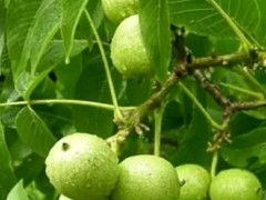 陕西宝鸡陇县青皮核桃出售