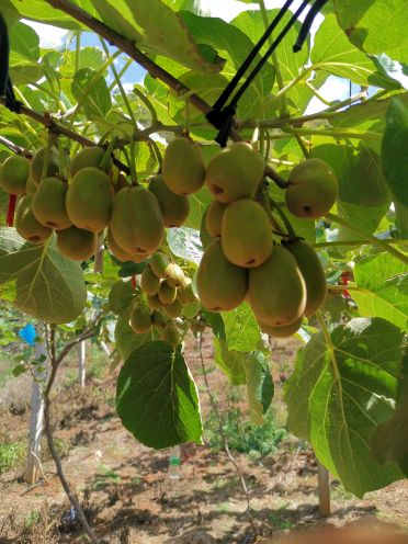 [供]红心猕猴桃上市，种植基地在建水县燕子洞附近