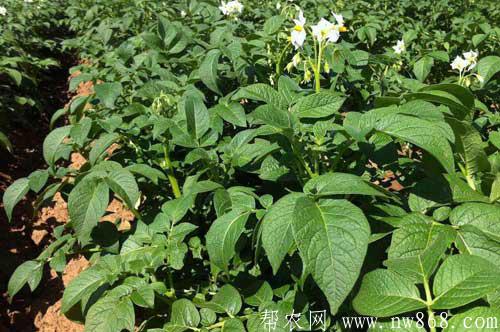马铃薯和芋艿间套种植栽培及管理技术