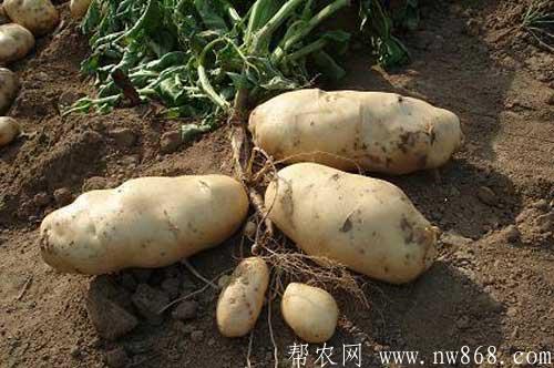 马铃薯和芋艿间套种植栽培及管理技术