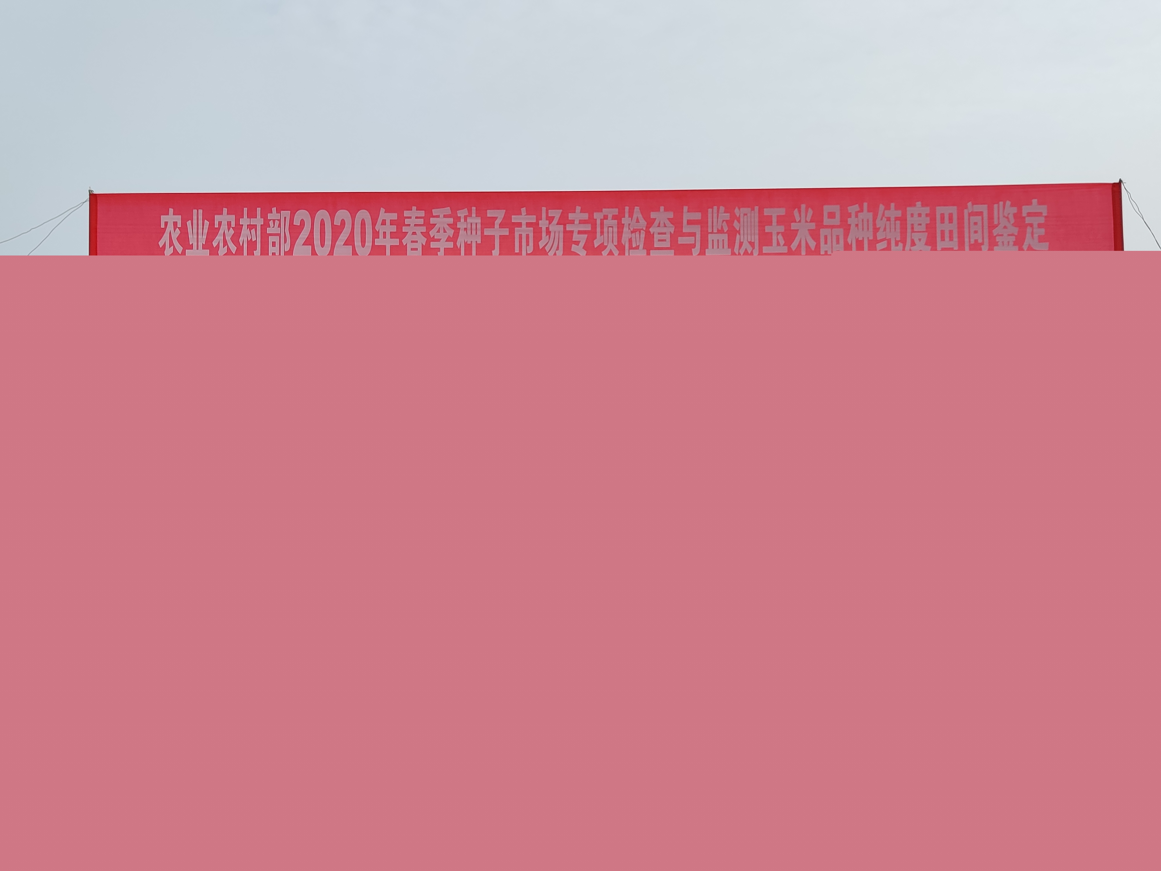 2020年农业农村部春季种子长治市场专项反山西省与监测玉米种类纯度田间种植鉴定活动在长治长治市举行