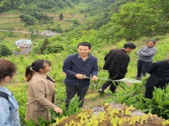 省农业科学院技术效力助力七星关区燕子口镇阳荷产业展开