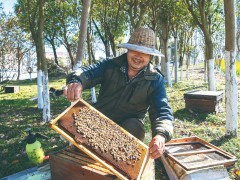 海安提高绿化掩盖率招来外地养蜂人-南通泰州市人民政府